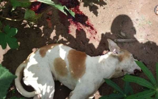 Cachorro é executado a tiros após atacar criança em via pública