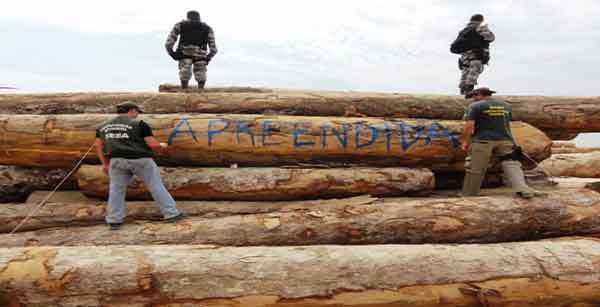 justiça autoriza prefeitura leiloar madeira apreendida pelo Ibama em operação