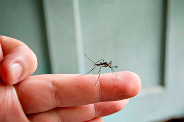 Doenças transmitidas por insetos matam mais de um milhão por ano