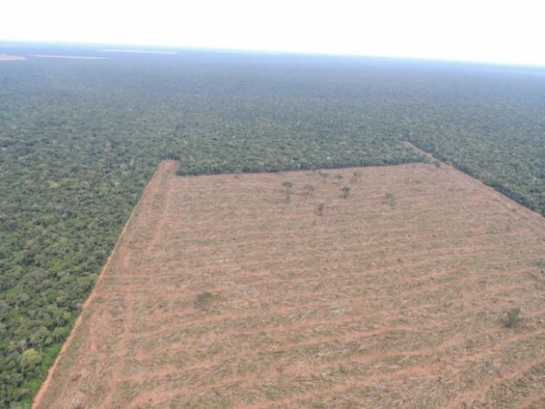 Ibama para grande desmatamento em Mato Grosso