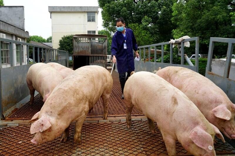 China registra primeiro surto de peste suína em quase três meses