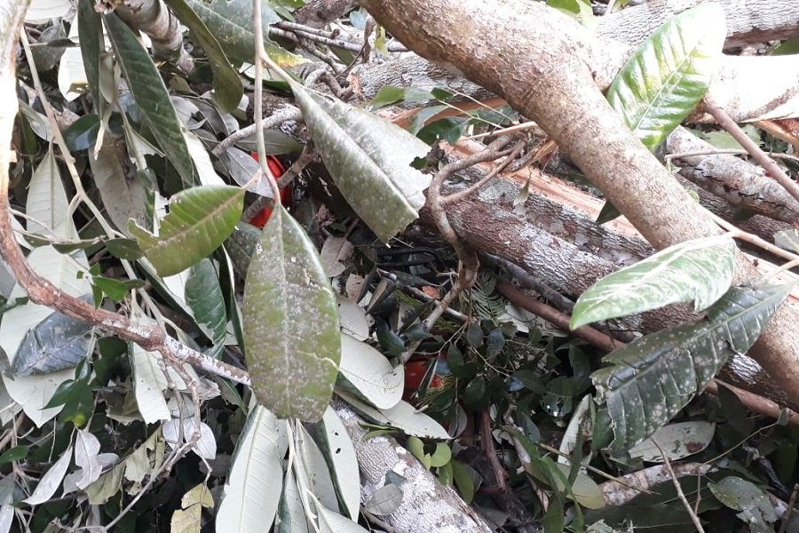 Homem morre após ser atingido por galho de árvore em Aripuanã