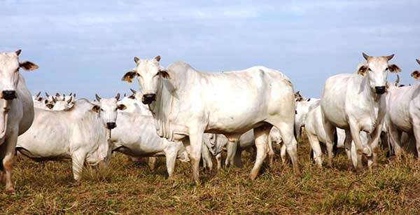 Mato Grosso tem maior abate de bovinos nos últimos 15 meses