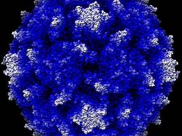 OMS divulga ter encontrado no Brasil vírus causador da poliomielite