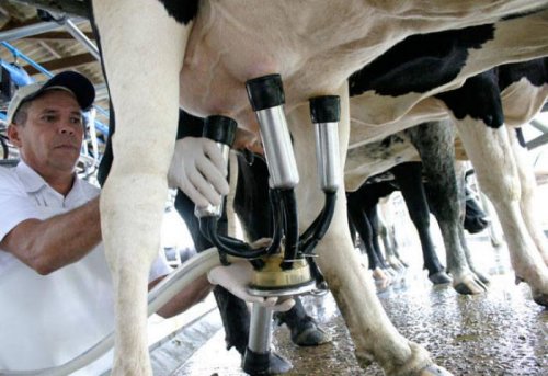 Cooperativas e governo discutem Lei que implanta a taxa do leite em MT