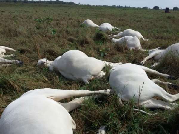 Raio cai e mata 11 cabeças de gado no município de Cláudia