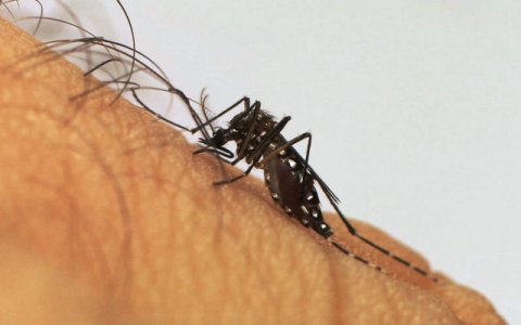 Fiocruz desenvolve teste para Zika mais barato e rápido
