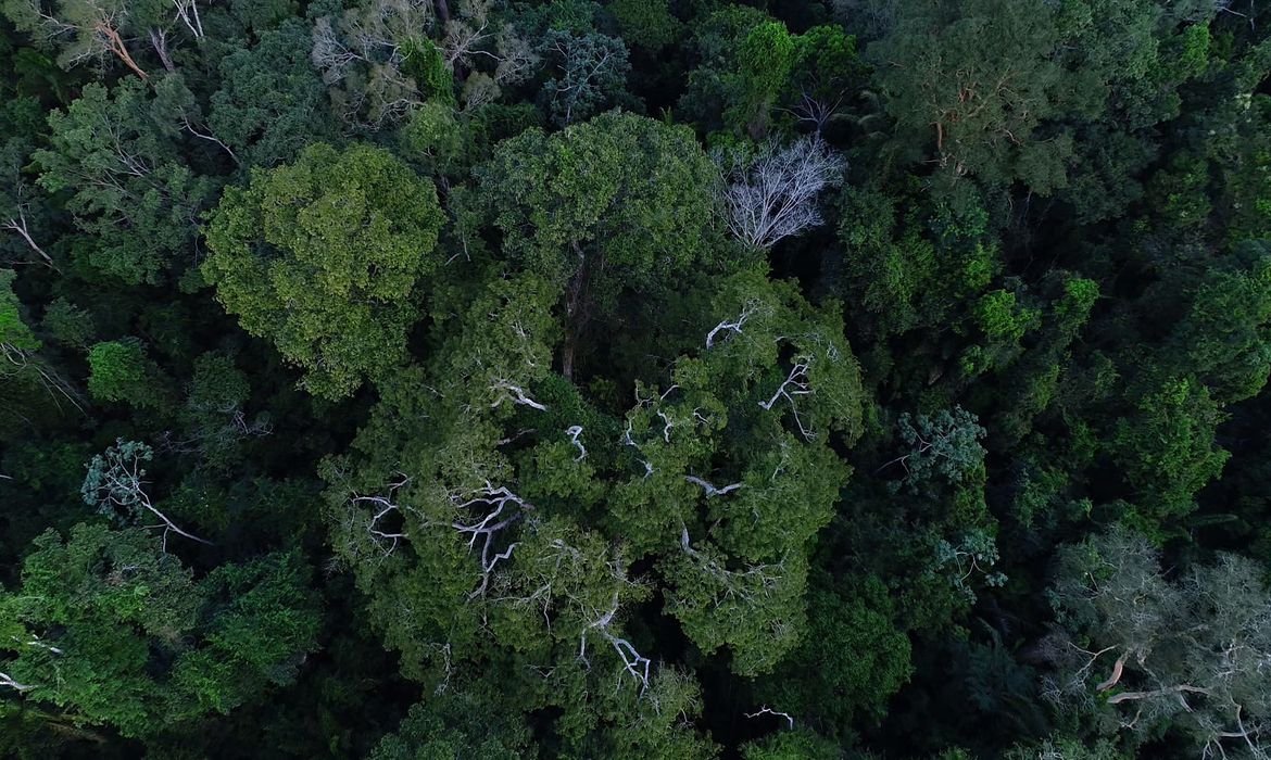 Comissão da Câmara amplia uso sustentável de florestas públicas