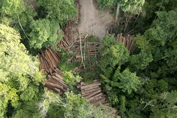 Ibama identifica madeira ilegal em 17 serrarias de RR