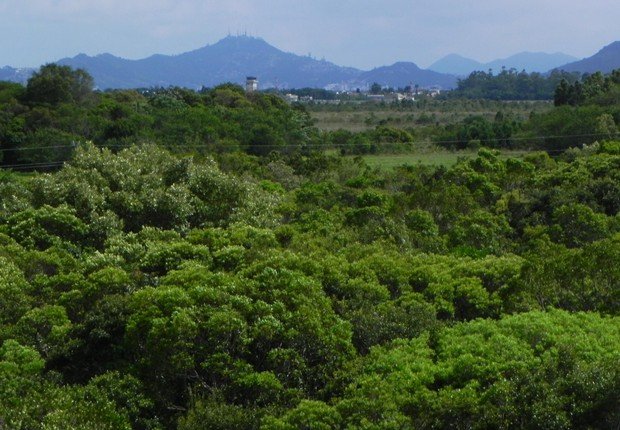 Embrapa: 174 milhões de hectares de mata preservada estão em áreas privadas