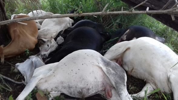 Raio mata 70 vacas e 23 garrotes da raça Nelore em MT
