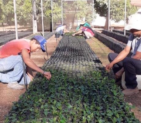 Governo vai distribuir 310 mil mudas de café clonal para agricultores de MT