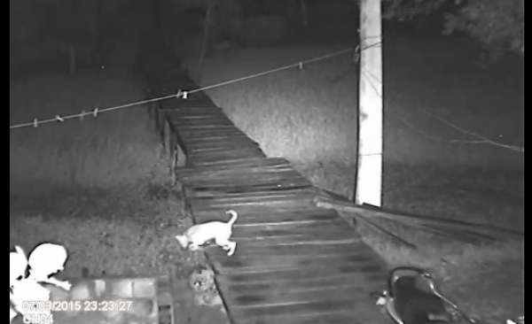 Câmeras flagram onça pintada atacando cachorro em quintal de casa