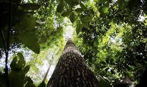 Programa em MT apresenta manejo sustentável das florestas e minimiza impactos ambientais