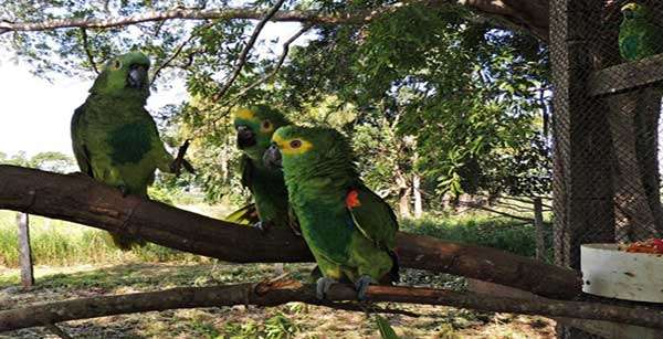 Ibama realiza soltura monitorada de 130 animais silvestres em Mato Grosso