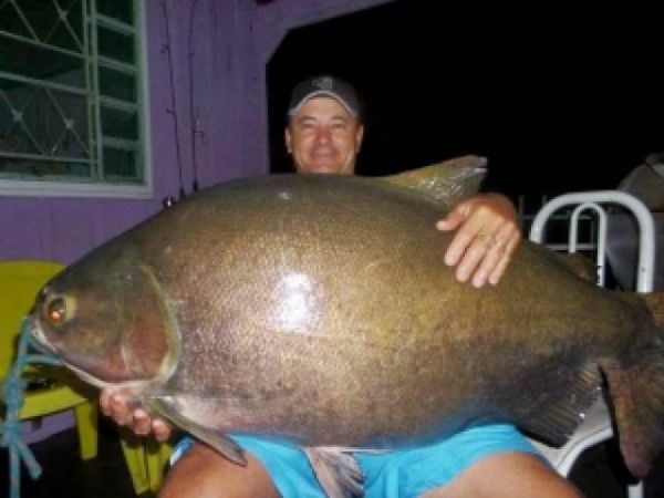 Pescador de Alta Floresta pega Tambaqui de 38 quilos no Rio Teles Pires