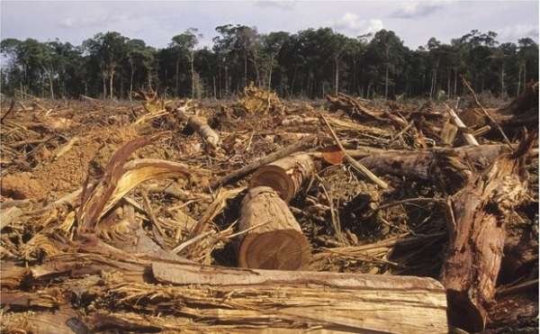 Operação detecta 2 mil hectares de desmatamento ilegal no nortão