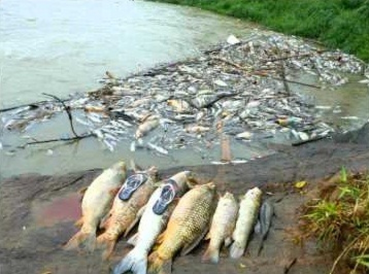 Indígenas Enawenê-Nawê voltam a fazer uso do timbó e matam milhares de peixes no Rio Juruena