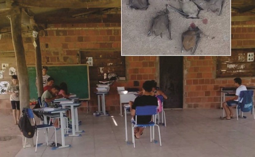 Infestação de morcegos obriga alunos deixar salas de aula em escola
