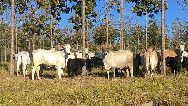 Brasil deve enviar 100 mil cabeças de gado para abate na Turquia até dezembro