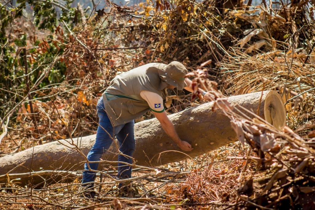 Mato Grosso lança plano para combater desmatamento ilegal e incêndios florestais