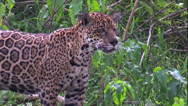 Onça pintada escolhe reserva no Pantanal para a reprodução