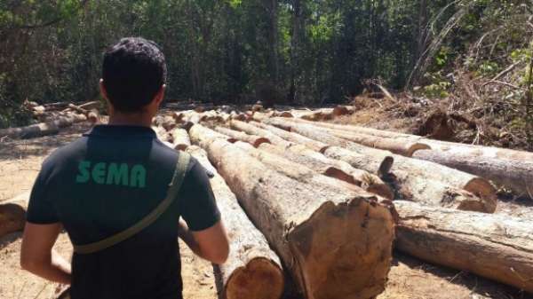 Ação combate exploração ilegal de madeira e aplica multa de R$ 1 milhão