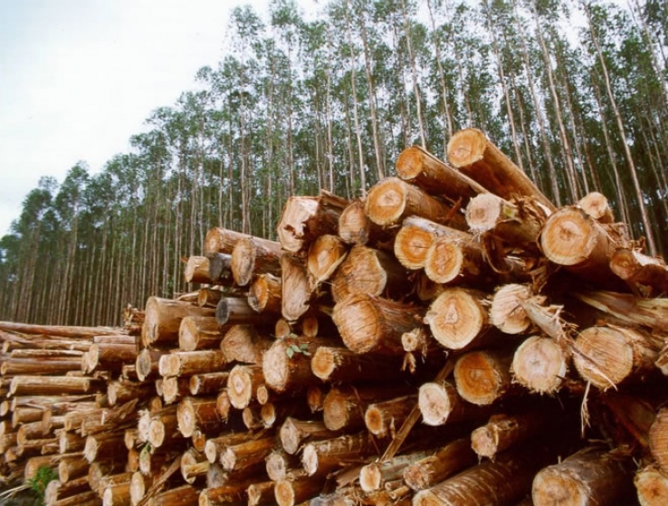 Alta Floresta: Setor madeireiro pode entrar em greve