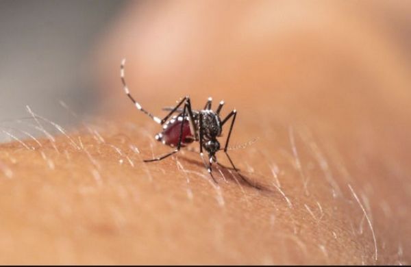 Mato Grosso tem primeiro caso confirmado de febre chikungunya