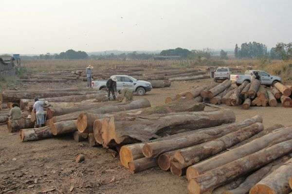 Mais de 1,2 mil metro cúbicos de madeira são apreendidos entre Marcelândia e Itaúba
