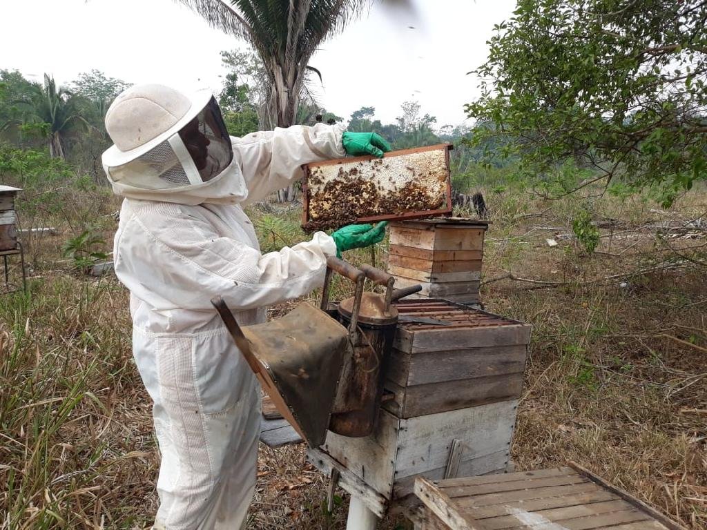 Associação de Apicultores incentiva a produção de mel em Colniza