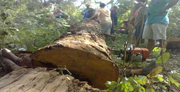 Árvore cai e mata trabalhador rural em MT