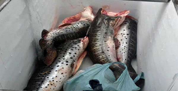 Polícia apreende mais de 130 kg de pescado irregular em Mato Grosso