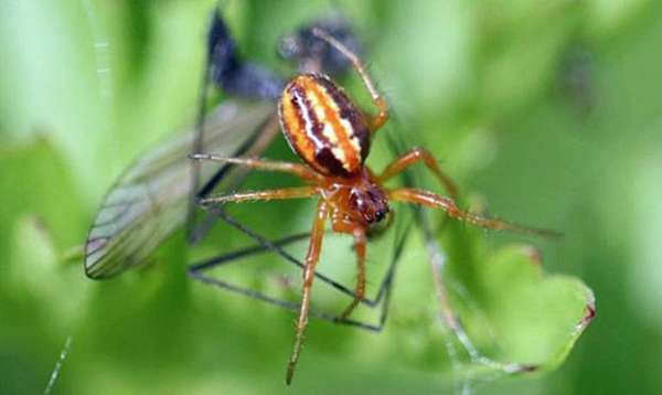Aranha 'extinta há 100 anos' é flagrada no Reino Unido