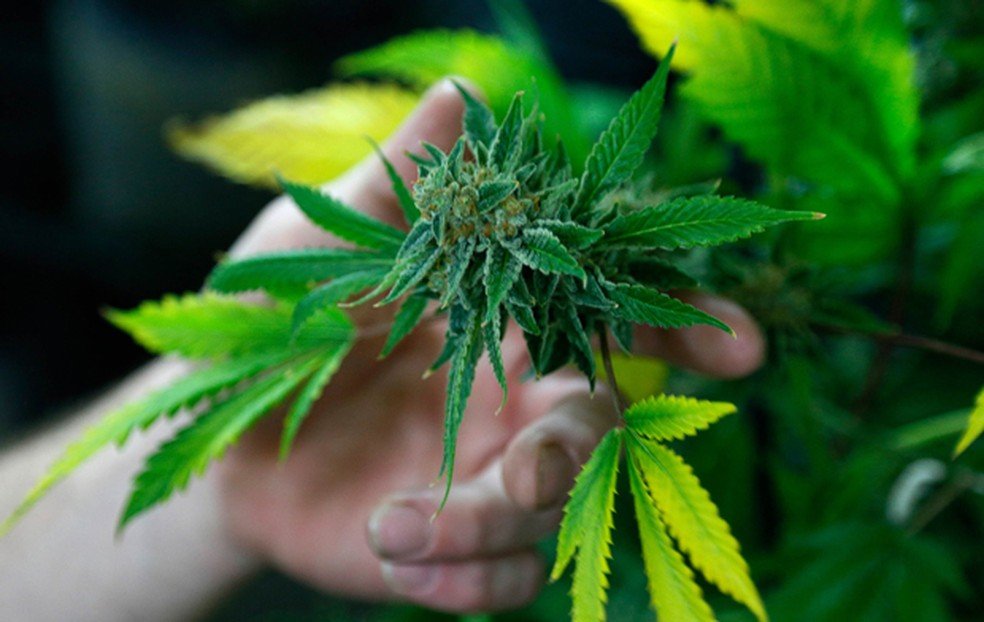 Anvisa inclui Cannabis sativa em relação de plantas medicinais