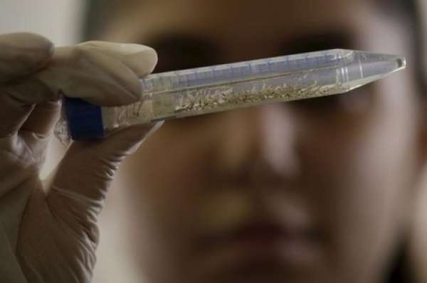 "Vacina contra o zika pode ser desenvolvida em menos de um ano", diz ministro da Saúde