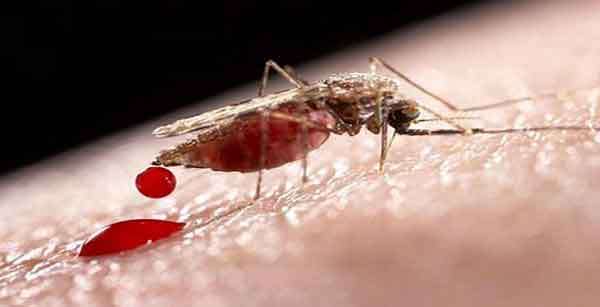 Mortes por malária diminuem 60%, mas ainda há 3 bilhões em risco, mostra estudo