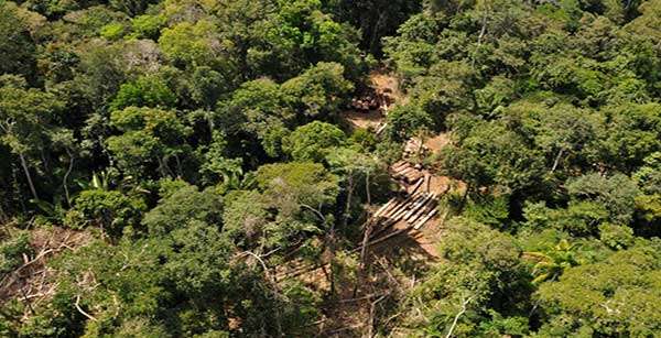 Desmatamento na Amazônia tem alta em maio, mas acumulado mostra queda