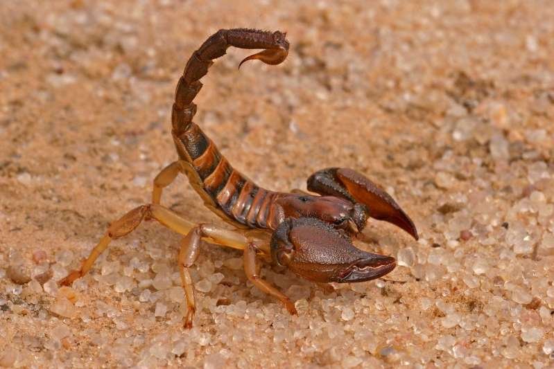 Acidentes com escorpiões saltam; risco é maior em crianças
