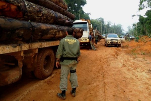 Ibama incendeiam caminhões e apreendem R$ 3 milhões em madeira durante operação em MT