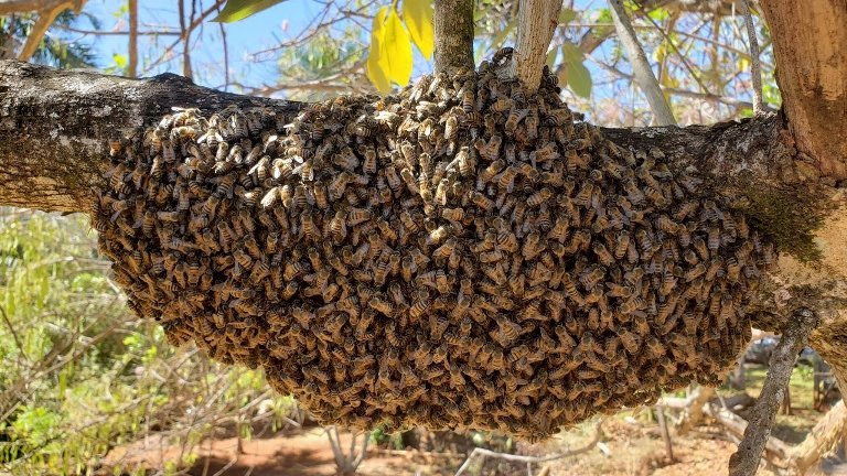Trabalhador é atacado por enxame de abelhas e morre em MT