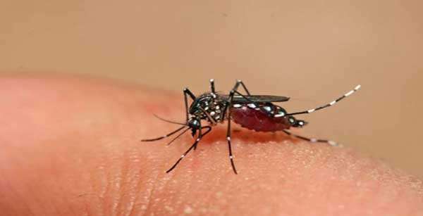 Pesquisadores usam radiação para impedir reprodução do Aedes aegypti
