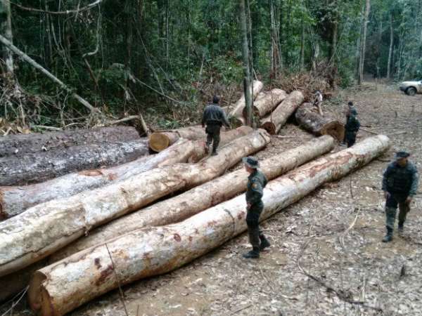 Colniza/MT: Operação flagra desmatamento em reserva e apreende 600 m³ de madeira