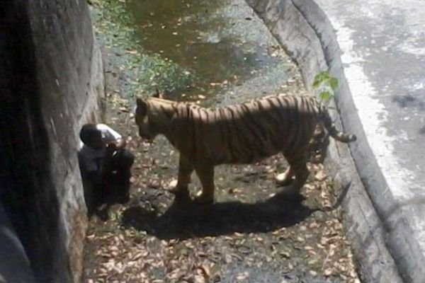 Tigre mata estudante que entrou em sua jaula em zoológico