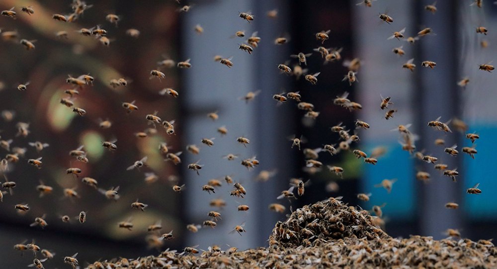 Homem morre após ser atacado por enxame de abelhas em fazenda