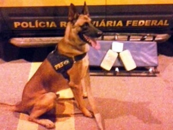 Cães farejadores encontram droga em bagageiro de ônibus em Mato Grosso