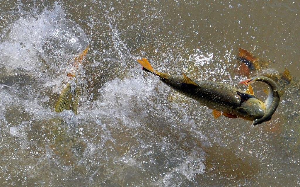 Sema apreende 3,9 toneladas de pescado e aplicam R$ 3,5 milhões em multas