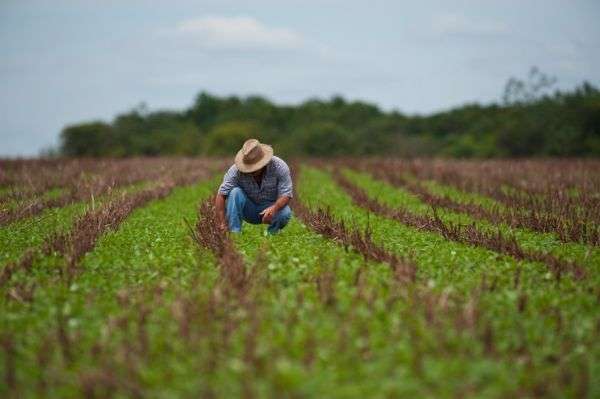 Produtores de Mato Grosso têm até dia 15 para semear soja em áreas críticas