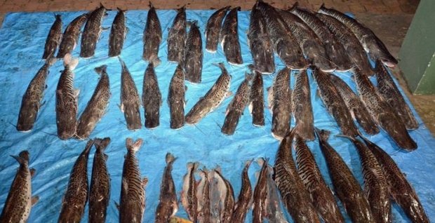 Polícia Ambiental apreende pescado irregular escondidos em caixas de geladeiras