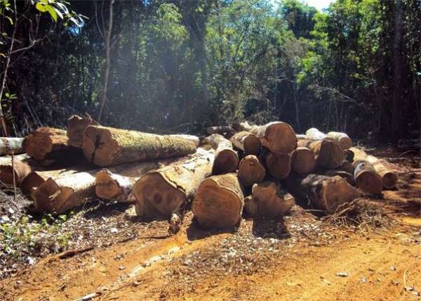 Colniza/MT: Fiscalização detecta 7 mil hectares de desmatamentos ilegais no noroeste de MT